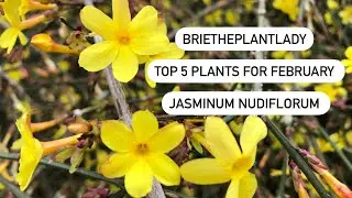 Top 5 plant for February in zone 7