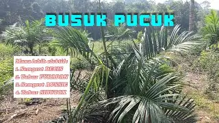 Mana yang paling EFEKTIF untuk atasi Busuk Pucuk Pada Sawit TBM | SJ5 | Sriwijaya 5