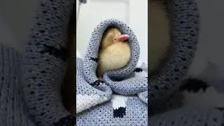 Stressed? Just Look At This Cute Duckling 🤩 | Duck Video | Pets Online  #shorts #viral  Paws and Fur