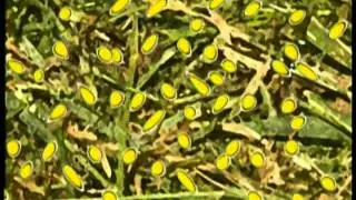 Pasto Maralfalfa - Seminario Nacional - Parte 3 [Ganadería]