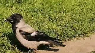 Кланы ворон устроили очень громкую перебранку / Loud rival crows clash over territory. Crow sounds