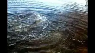 casting BARRACUDA with RAPALA FlatRap.mp4