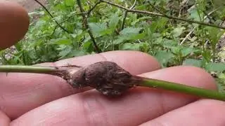 Lasioptera rubi, raspberry gall midge, on Rubus