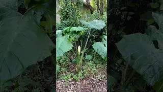 Resilient Mammoth Elephant Ear Blooms After Hurricane #gardening #floweringplant #youtubeshorts