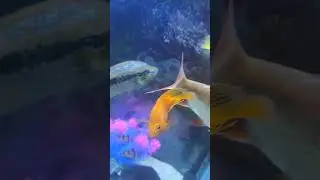 how to remove Fish white spot 😔 .. #aquarium #parrotfishes #fishtankdecoration #anime #watch #tech