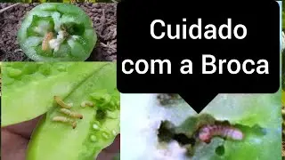 Como prevenir a broca do tomateiro?(Neoleucinodes elegantalis) (Tomate Sert&atilde;o).