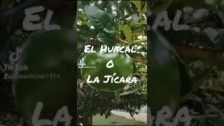 El Huacal o La Jícara