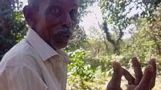 500 year's old cave mango tree | 500 ஆண்டுகளுக்கு மேல் குகையுடன் மாமரம்| #turigaijalam #forest