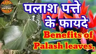 पलाश की पत्ते के फायदे/palash ke patte ke fayde/palash ke patte ka upyog/#plant  #palashpatte