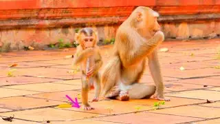Amazing...Baby monkey SABA plays the flute with one foot.