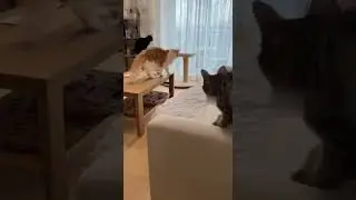 Epic Cat Jump Fail &ndash; Cats in Action 😹