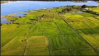 Paddy Field #2 | Background Video | Free Footage 1080p | # dji