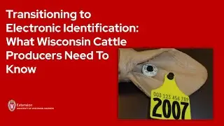 Transitioning to Electronic Identification - What Wisconsin Cattle Producers Need To Know