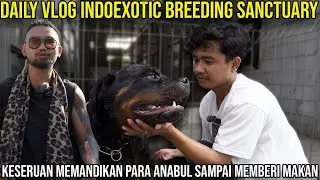 DAILY VLOG INDOEXOTIC BREEDING SANCTUARY. KESERUAN MEMANDIKAN PARA ANABUL SAMPAI MEMBERI MAKAN