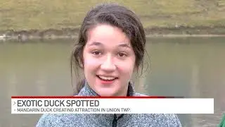 Exotic duck spotted in Clermont County pond
