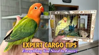 Expert Cargo Tips for Safely Sending Birds to New Destination