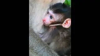 Comely baby very active feeding  milk