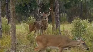 Looking for Ways to Control Deer Population