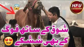 Punjab Crorhpakha M Hashim K Dery  P Shouq🥰❤️|Multan Me Fouqh K Mazay❤️|HFU Cattles Info|2023|