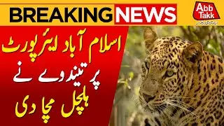 Wild Encounter! Leopard Found Near Islamabad Airport | Rescue Teams Deployed | AbbTakk News