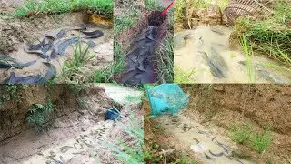 Top 5 Excellent Trap Fishing - Fish Trap System Using Strange Equipment By A Great Man - Tyriq 1256