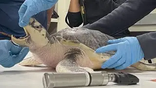 Kemp's Ridley sea turtle that washed ashore in The Netherlands flown to Houston