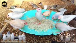 My Birds' Healthy Routine &ndash; A Charming View of Rice