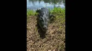 Warm weather gets these big crocs excited, mating season soon @topendsafaricamp | Matt Wright