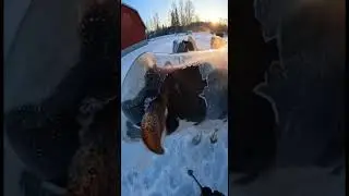 Animal Rescue in Frozen Fields #animals #wildlife #animalrescue