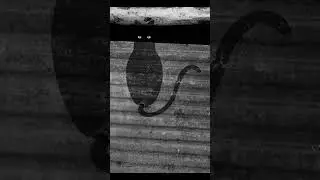 #идея #кот #лайк #idea #анимация #cat #animation #стена #рекомендации #blackcat #черныйкот