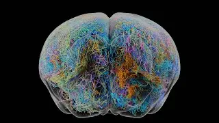 Projection neurons from the mouse brain