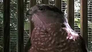 Bird Rescue at Oak Mountain State Park in Alabama