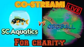 Co-Stream with Oddball aquatics for CHARITY!