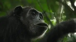 Kibale Forest National Park: Upclose with the Chimpanzees