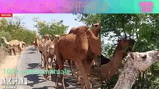 camel animal &bull; 100+ camel animal in road &bull; camel animal in jungle &bull; Discovery animal planet wildlife