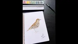 رسم طائر السمنة الكبيرة - Mistle Thrush Bird Painting