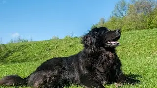 How to Groom a Newfoundland Dog - Tips and Tricks!