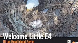 Hilton Head Eagles - Second Egg Hatch 12/30/25
