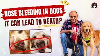 Nose Bleeding In Dogs | Best Possible Solutions By Baadal Bhandaari