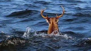 Deer swimming off of Carolina Beach