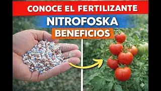 La verdad del Crecimiento R&aacute;pido: Nitrofoska Bien Usada