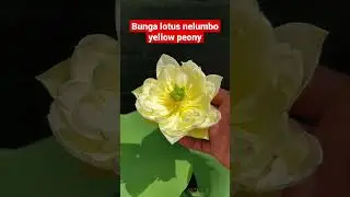 bunga lotus nelumbo yellow peony #lotus #bungalotus