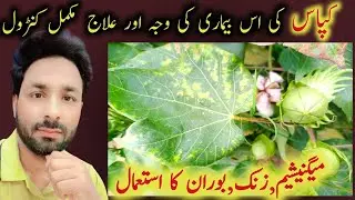 cotton diseases and pest control | Cotton Pest management and disease control | agri expert