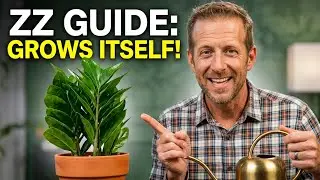 ZZ Plant Care | How to, Tips, Tricks, and Hacks