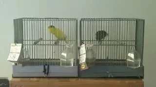 2019 ASC National winner @National cage bird show
