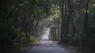 jim corbett national park tiger attack latest video tiger attack latest video night drive in jungle