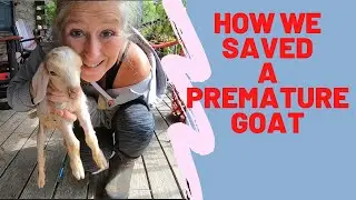 A Premature goat born /How we saved her