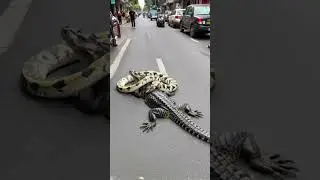 Crocodile and Python Attack Each Other in the Street... #wildlife #python #anime