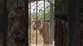 CHENNAI la oru BEST WEEKEND SPOT! 🔥 | VANDALUR ZOO VLOG Tamil 🦁 | FUN WITH FRIENDS | Adhiban Ganesh