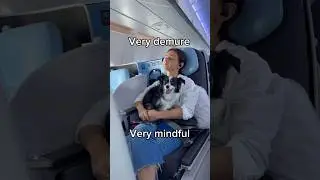 Travel with a dog to Europe!